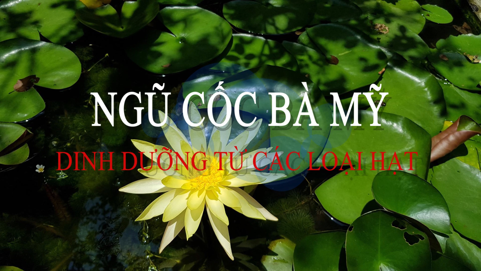 Qui Trình Làm Sản Phẩm Ngũ Cốc Bà Mỹ